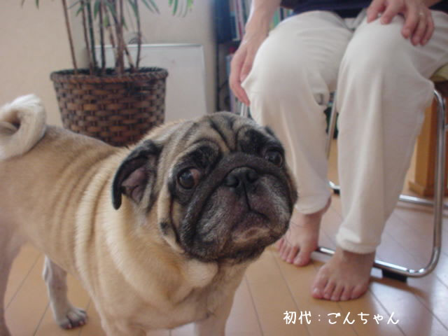 愛犬ゴンちゃん